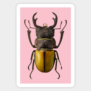 Coleoptera Magnet
